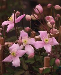 Pink Anemone Clematis