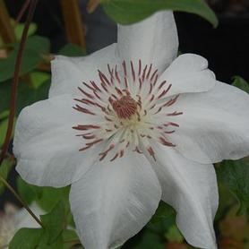 Clematis