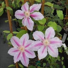 Clematis