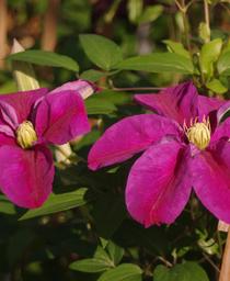 Clematis
