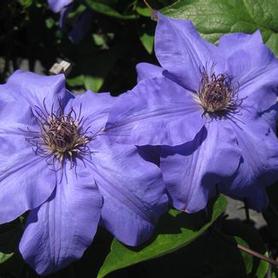 Clematis