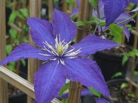 Clematis