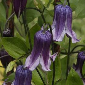 Clematis