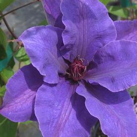 Clematis