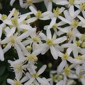 Sweet Autumn Clematis