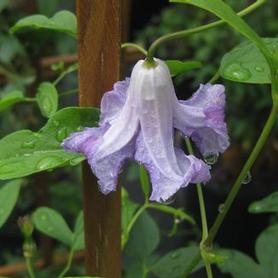 Italian Clematis