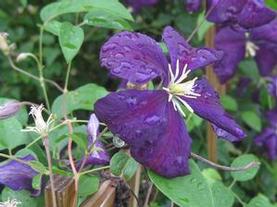 Italian Clematis