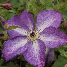 Italian Clematis