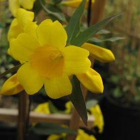 Carolina Jessamine