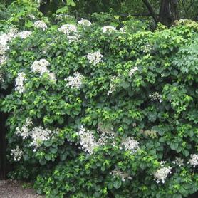 Climbing Hydrangea