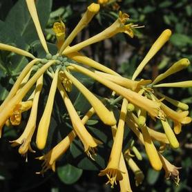 Trumpet Honeysuckle
