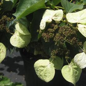 False Hydrangea-vine