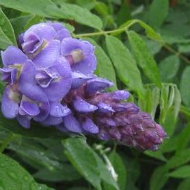 American Wisteria