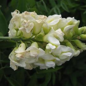 White American Wisteria