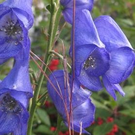 Aconitum carmichaelii Arendsii