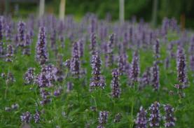 Agastache x Black Adder