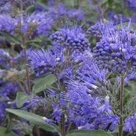 Bluebeard