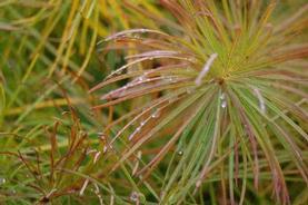 Amsonia hubrichtii 