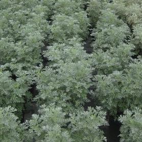 Artemisia x Powis Castle