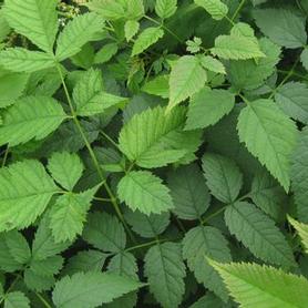 Aruncus dioicus 
