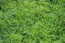 Aruncus dioicus Kneiffei