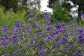 Bluebeard