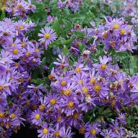 Aster laevis Bluebird