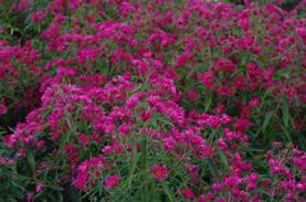 Aster novae-angliae Alma Potschke