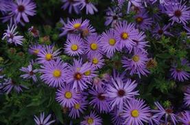 Aster oblongifolius Raydon's Favorite