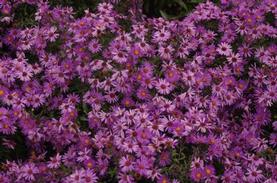 Aster Wood's Purple