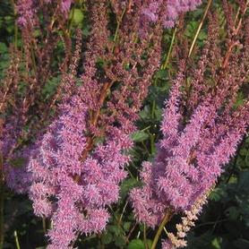 Astilbe chinensis var. taquetii Purple Candles
