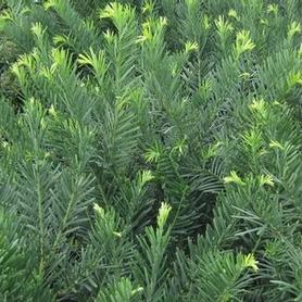 Plum Yew