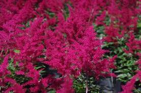 Astilbe x arendsii Red Sentinel