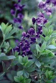 Blue False Indigo