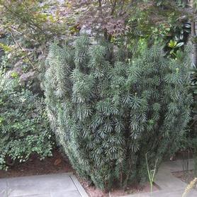 Fastigiate Plum Yew