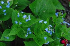 Heartleaf Brunnera
