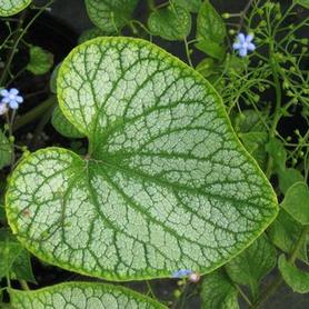Heartleaf Brunnera