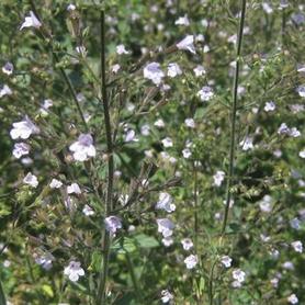 Calamint