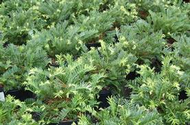Prostrate Plum Yew