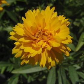 Tickseed