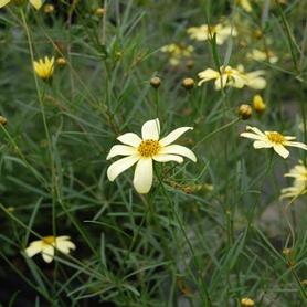 Threadleaf Tickseed