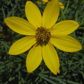 Threadleaf Tickseed