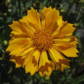 Tickseed