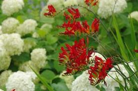 Montbretia
