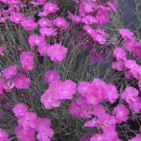Cheddar Pinks
