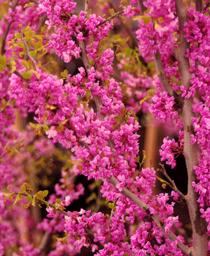 Eastern Redbud