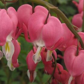Bleeding Heart