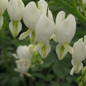 White Bleeding Heart