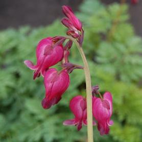 Fringed Bleeding Heart