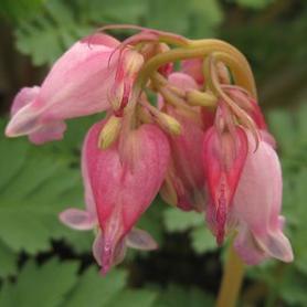 Bleeding Heart